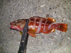 アカハタの釣果