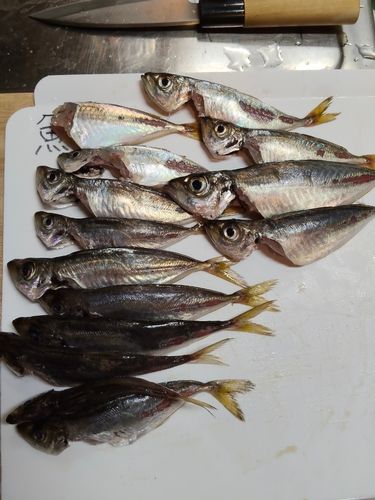 アジの釣果