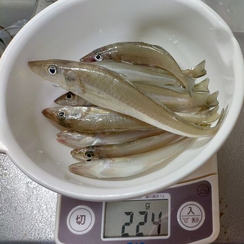 キスの釣果