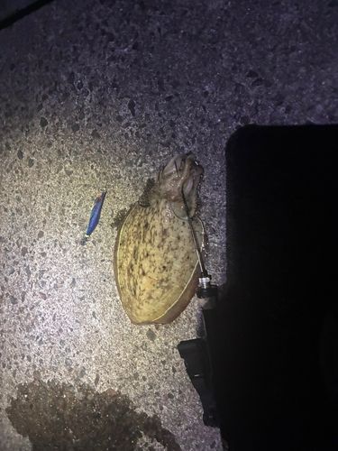 モンゴウイカの釣果