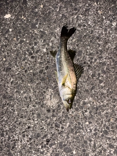 釣果