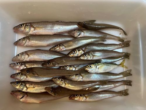 キスの釣果