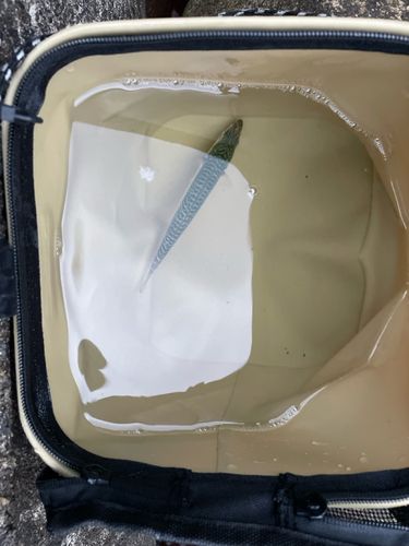 サバの釣果