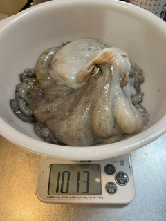 タコの釣果