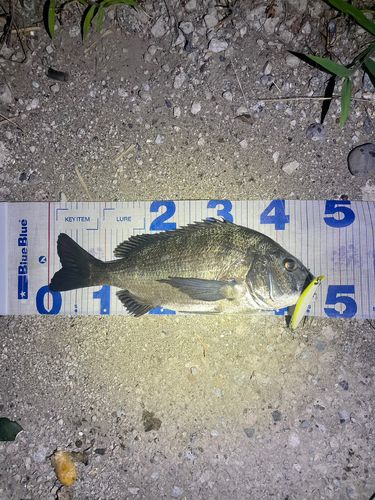 クロダイの釣果