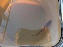 シロギスの釣果