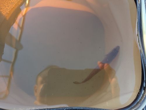 シロギスの釣果