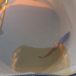 シロギス