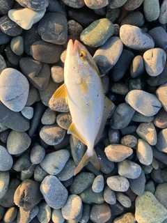 ショゴの釣果