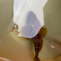 カサゴ