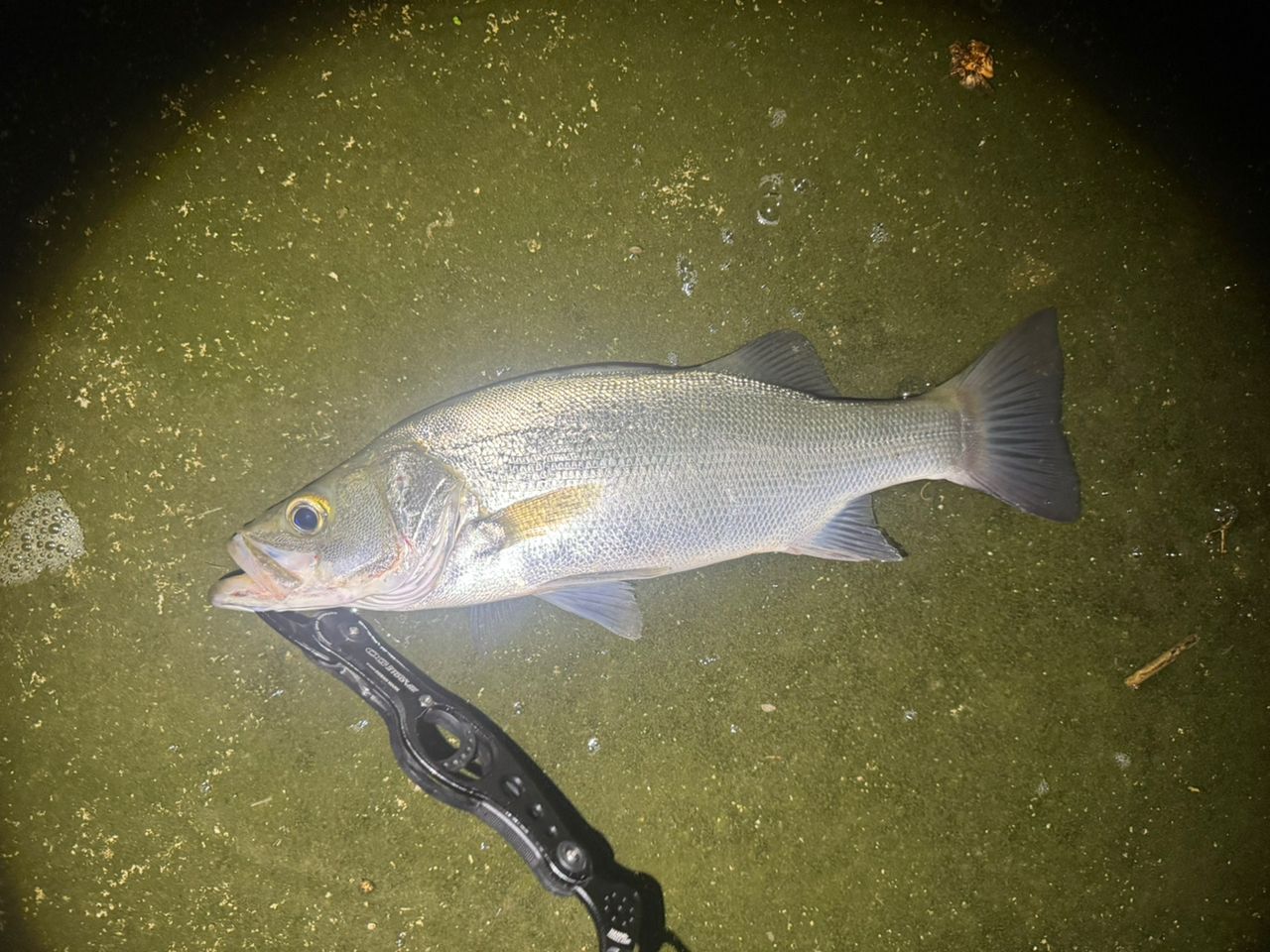 セイゴ（ヒラスズキ）