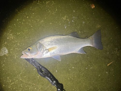 セイゴ（ヒラスズキ）の釣果