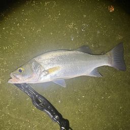 セイゴ（ヒラスズキ）