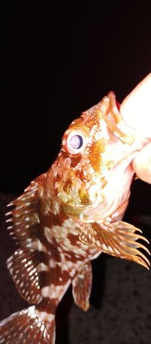 カサゴの釣果