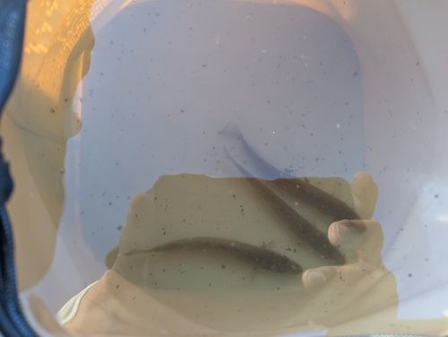 シロギスの釣果