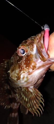 カサゴの釣果