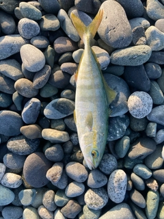 ワカシの釣果