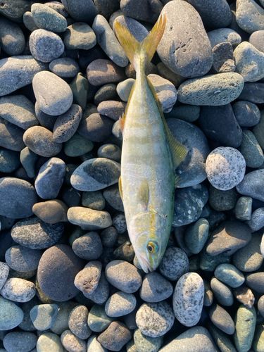 ワカシの釣果