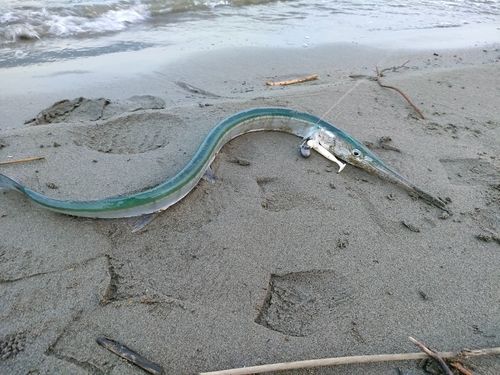 ダツの釣果