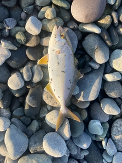 ショゴの釣果