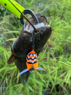 ナマズの釣果