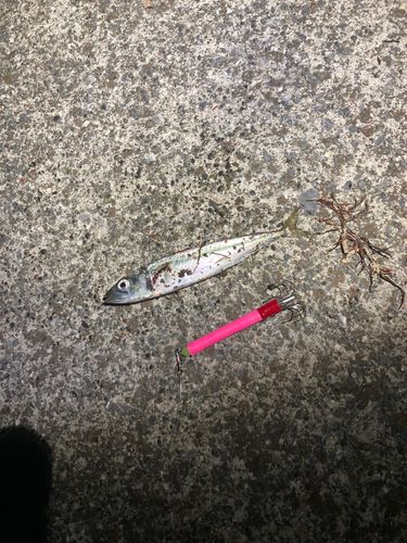 サバの釣果