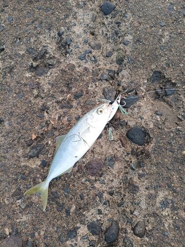 コゾクラの釣果