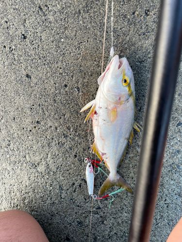 ショゴの釣果