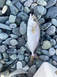 ショゴの釣果