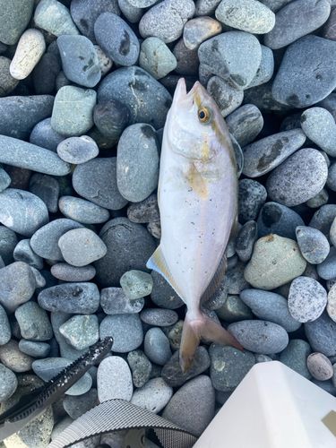 ショゴの釣果