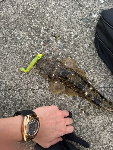 マゴチ