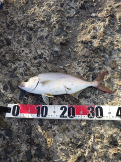 ネリゴの釣果