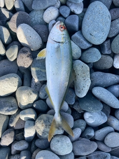 ワカシの釣果