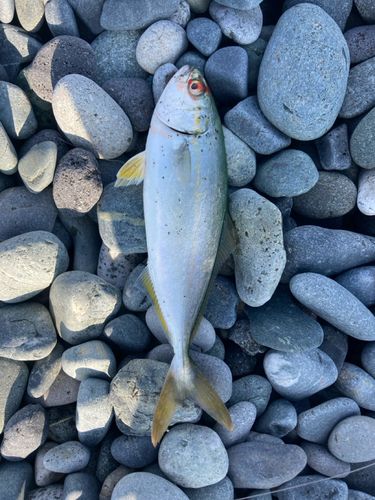 ワカシの釣果
