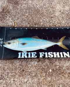 イナダの釣果