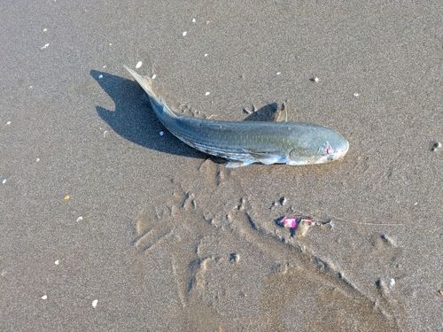 ボラの釣果
