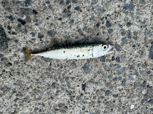 サバの釣果