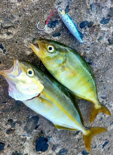 アカビラの釣果