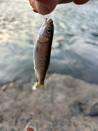 オイカワの釣果