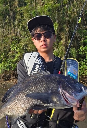 チヌの釣果