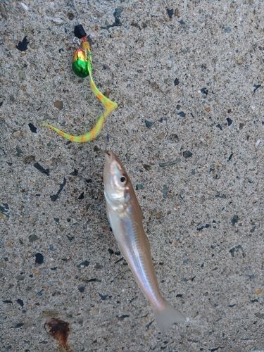 キスの釣果