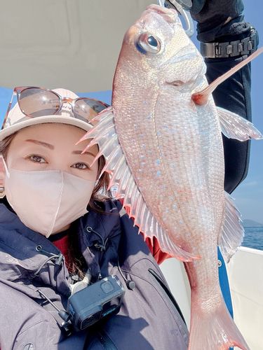 しまなみ天然マダイ 続【真鯛の群れ】真鯛 マダイ 真鯛の幼魚 鹿児島の海 鹿児島の