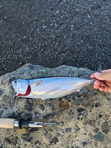ソウダガツオの釣果
