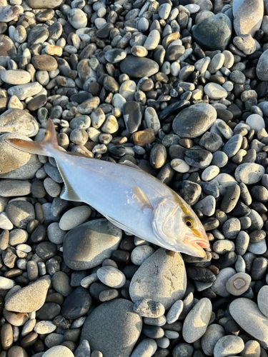 シオの釣果