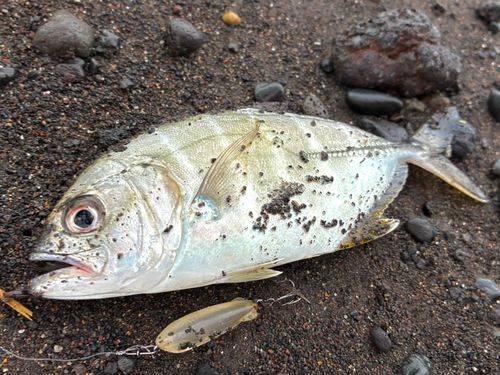 メッキの釣果