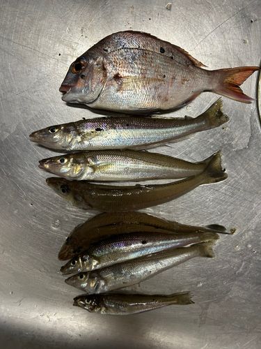キスの釣果