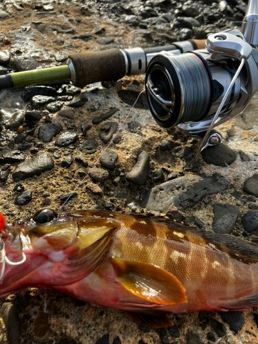 アカハタの釣果