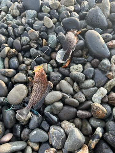 オオモンハタの釣果