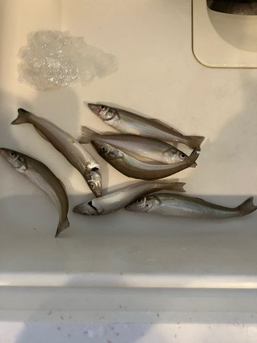 シロギスの釣果