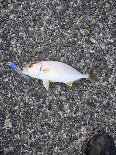ショゴの釣果